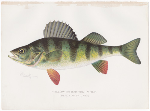 YELLOW OR BARRED PERCH by Denton